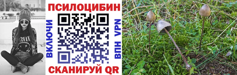 где купить наркоту  Елец  mega как зайти  Псилоцибиновые грибы мухоморы 